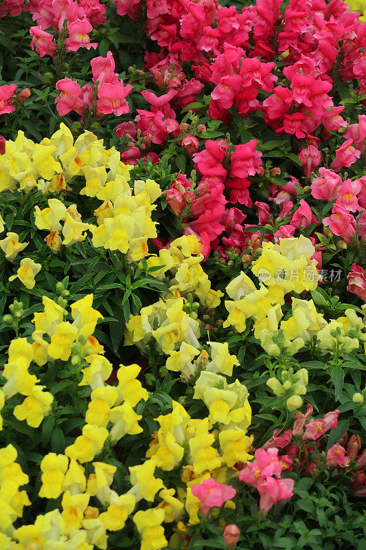 黄色和红色条纹花，金鱼草花瓣照片/狗花穗状花序盛开的一年生夏季花园床上植物